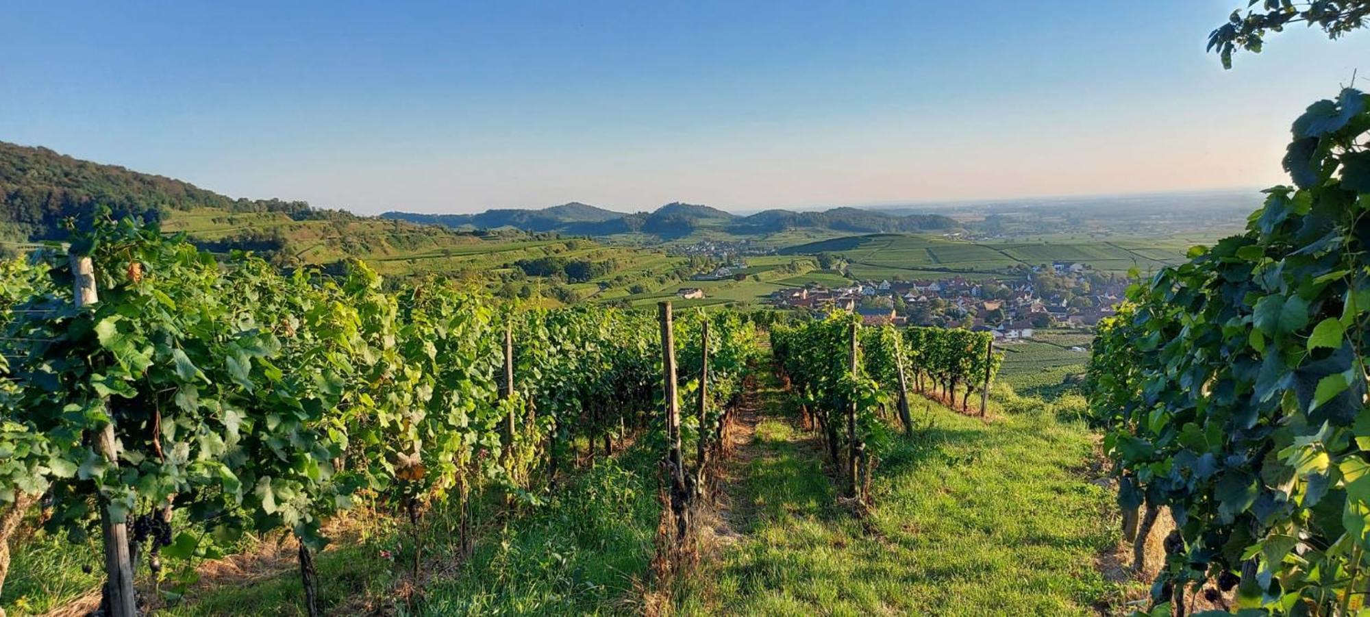 Ferienwohnung Vino9 فوغتسبورغ المظهر الخارجي الصورة