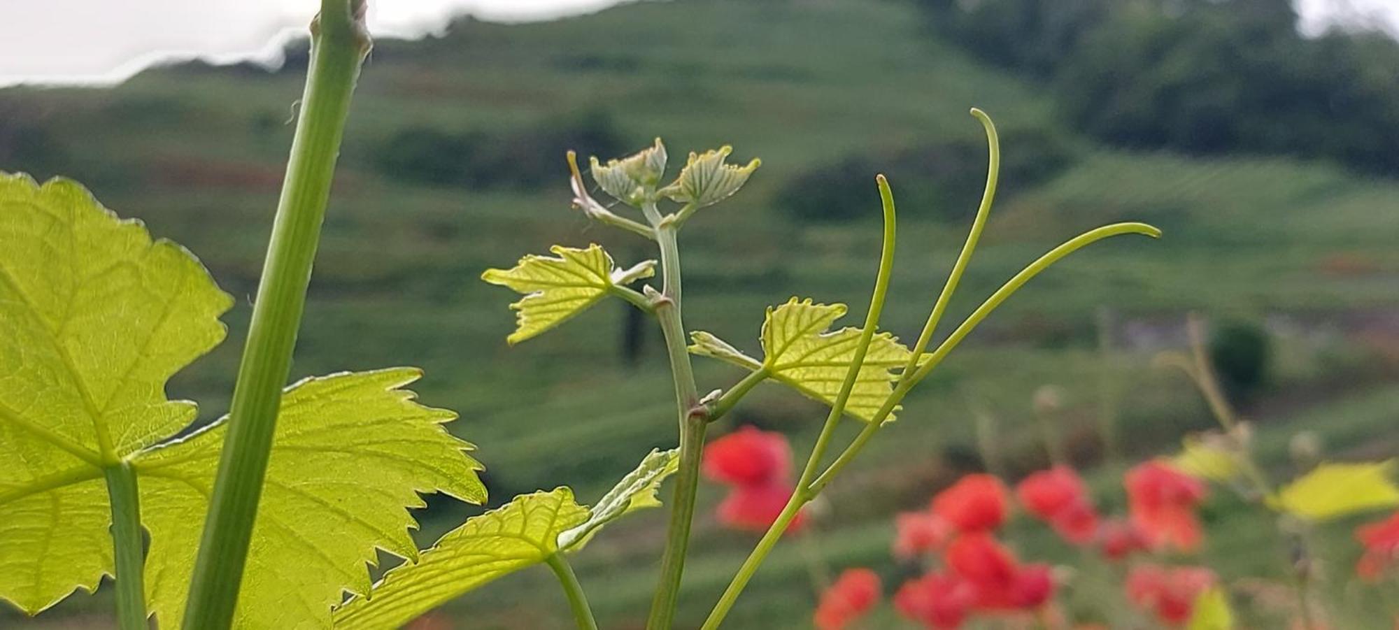 Ferienwohnung Vino9 فوغتسبورغ المظهر الخارجي الصورة